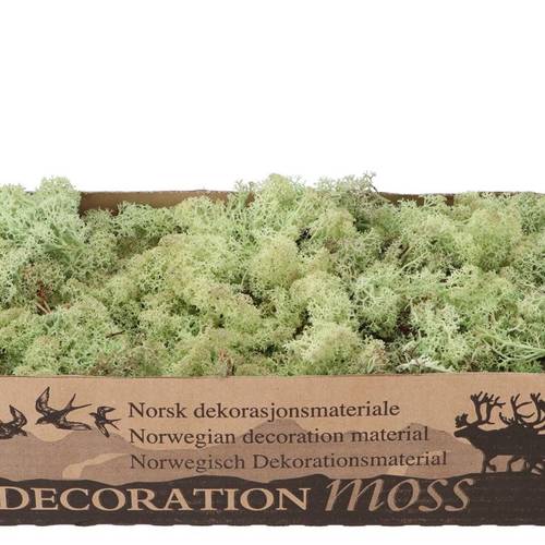 Island Moos Mintgrn 500 Gr