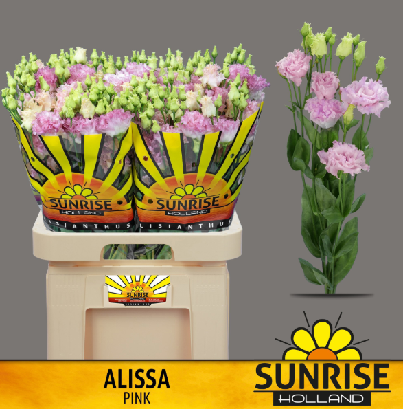 Lisianthus hell rosa Alissa sunrise 5+Blüte 70cm