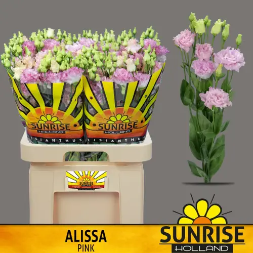 Lisianthus rosa pink Alissa sunrise