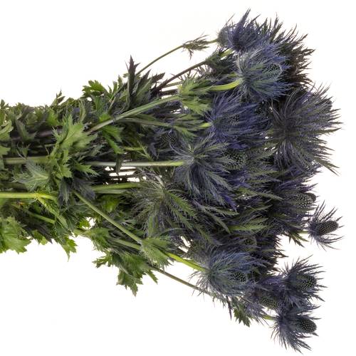 Distel Alpine blau 70cm 3+