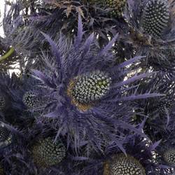 Distel Alpine blau 70cm 3+