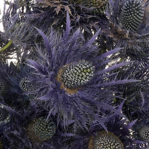 Distel Alpine blau 70cm 3+