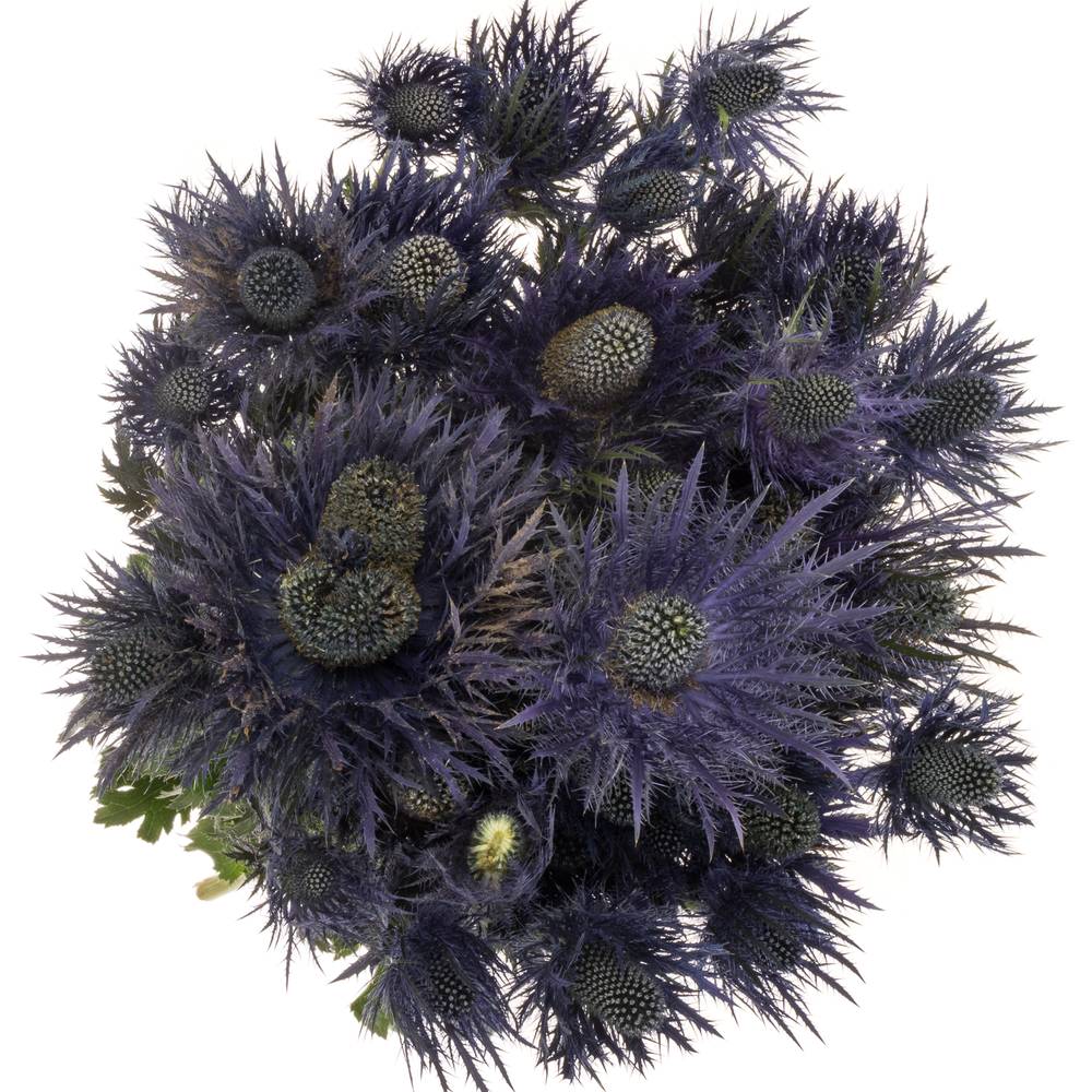 Distel Alpine blau 70cm 3+