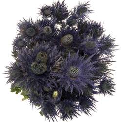 Distel Alpine blau 70cm 3+