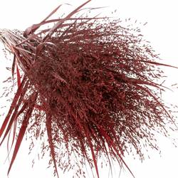 Ziergras bordeaux gefärbt 80cm