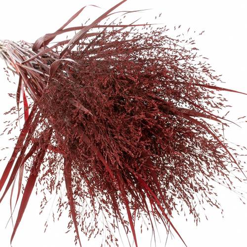 Ziergras bordeaux gefärbt 80cm