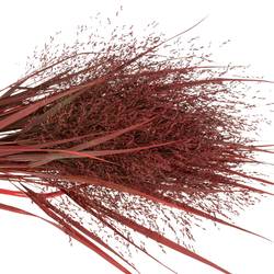 Ziergras bordeaux gefärbt 80cm