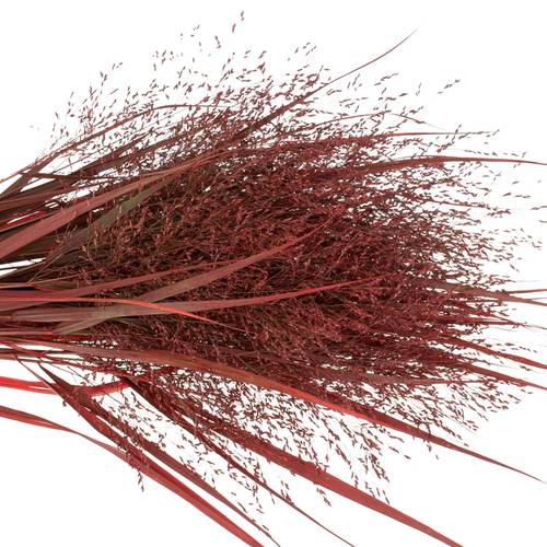 Ziergras bordeaux gefärbt 80cm