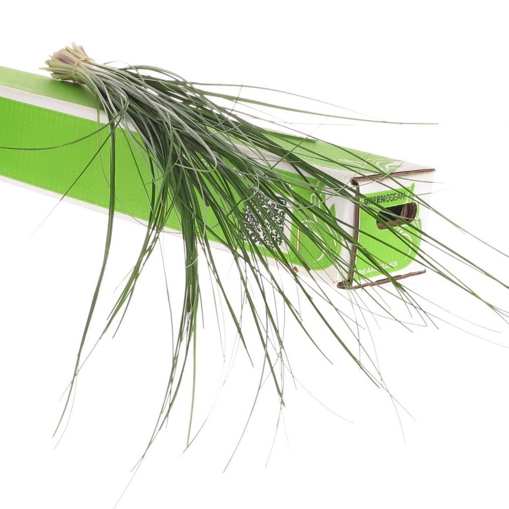 Beargras grün Karton X20 Valentinsangebot