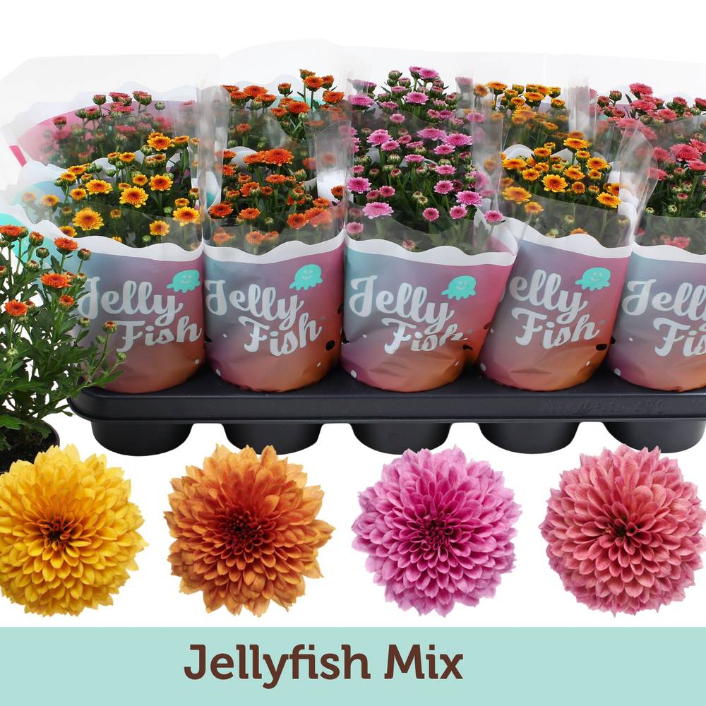 Chrys. mix Jellyfish T12 H025