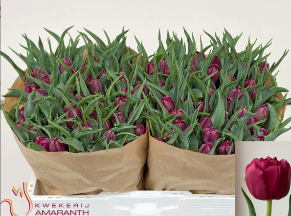 Tulpe lila doppel World Bowl 36 Gramm