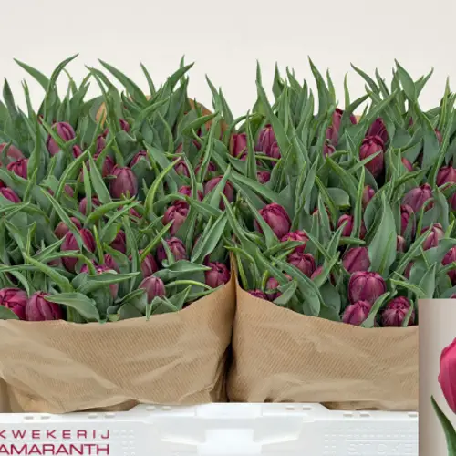 Tulpe lila doppel World Bowl 36 Gramm