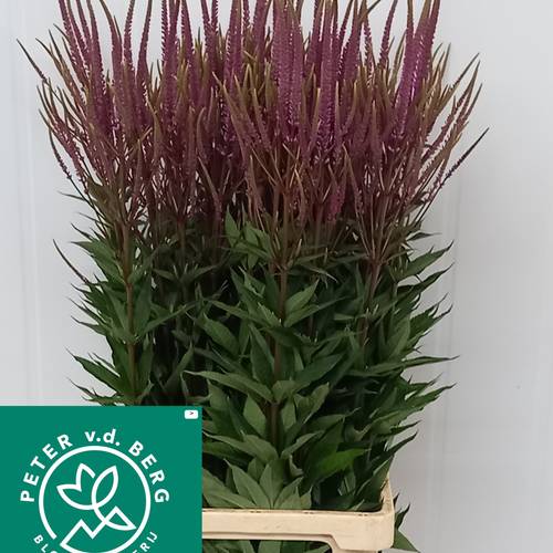 Veronicastrum lila Revelation 70cm