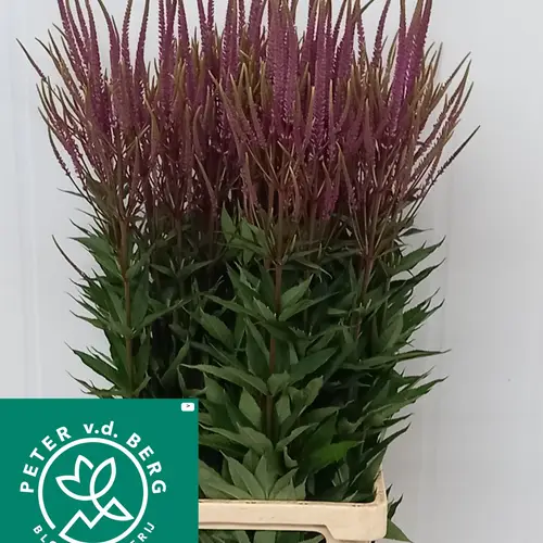 Veronicastrum lila Revelation 70cm