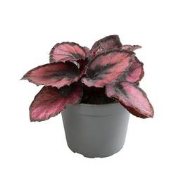 Begonia Hybrid Red Kiss T06 H010