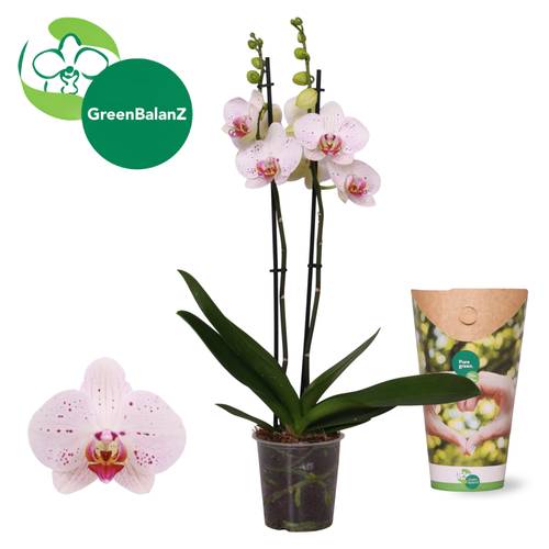 Phal.2-R creme/fuchsia Goya T12 H055