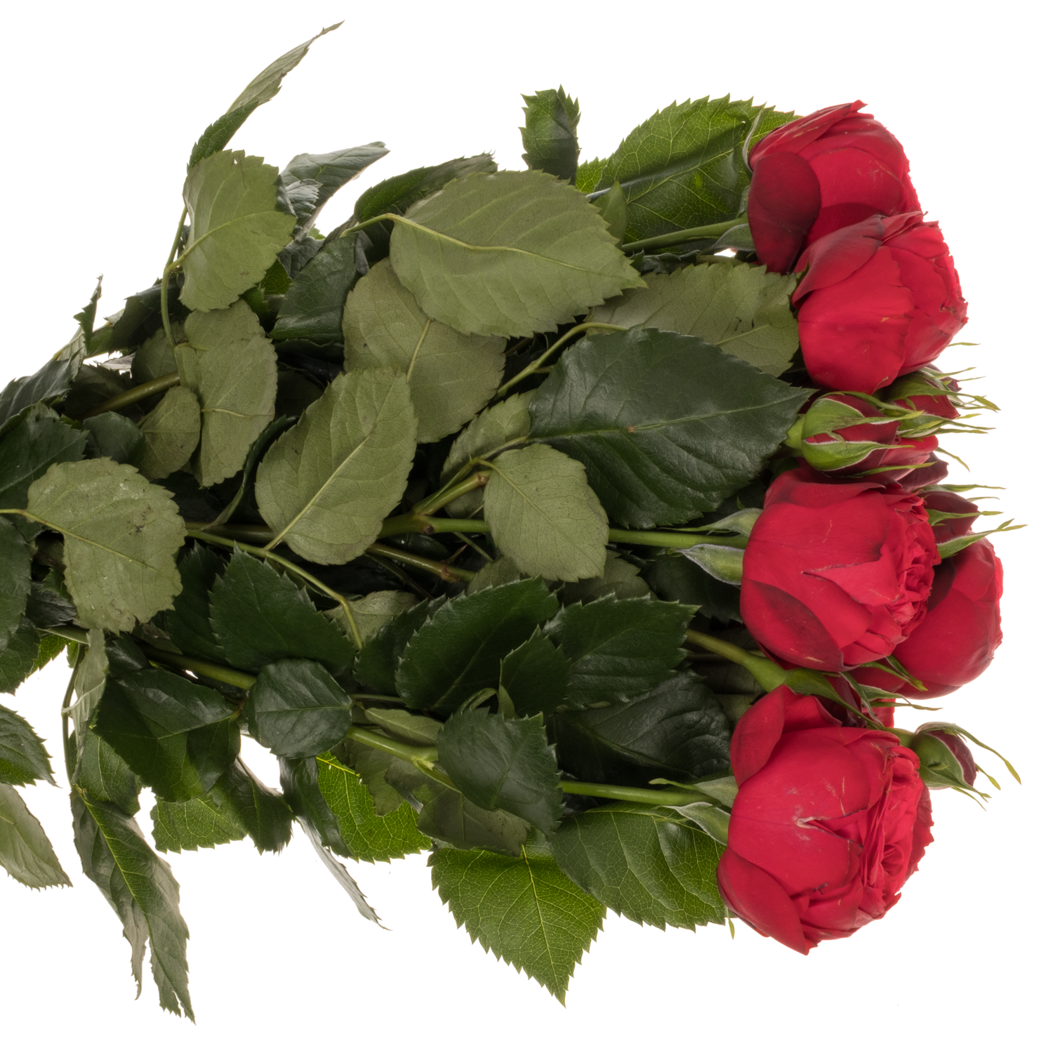 Rose rot Piano Freiland 50cm