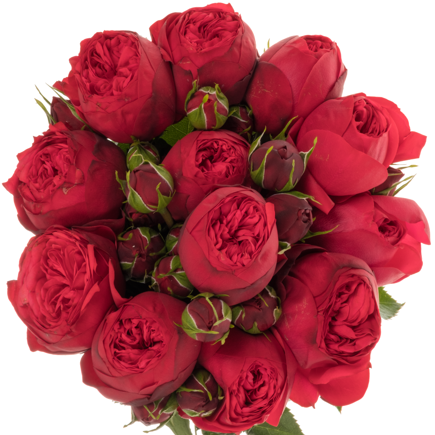 Rose rot Piano Freiland 50cm