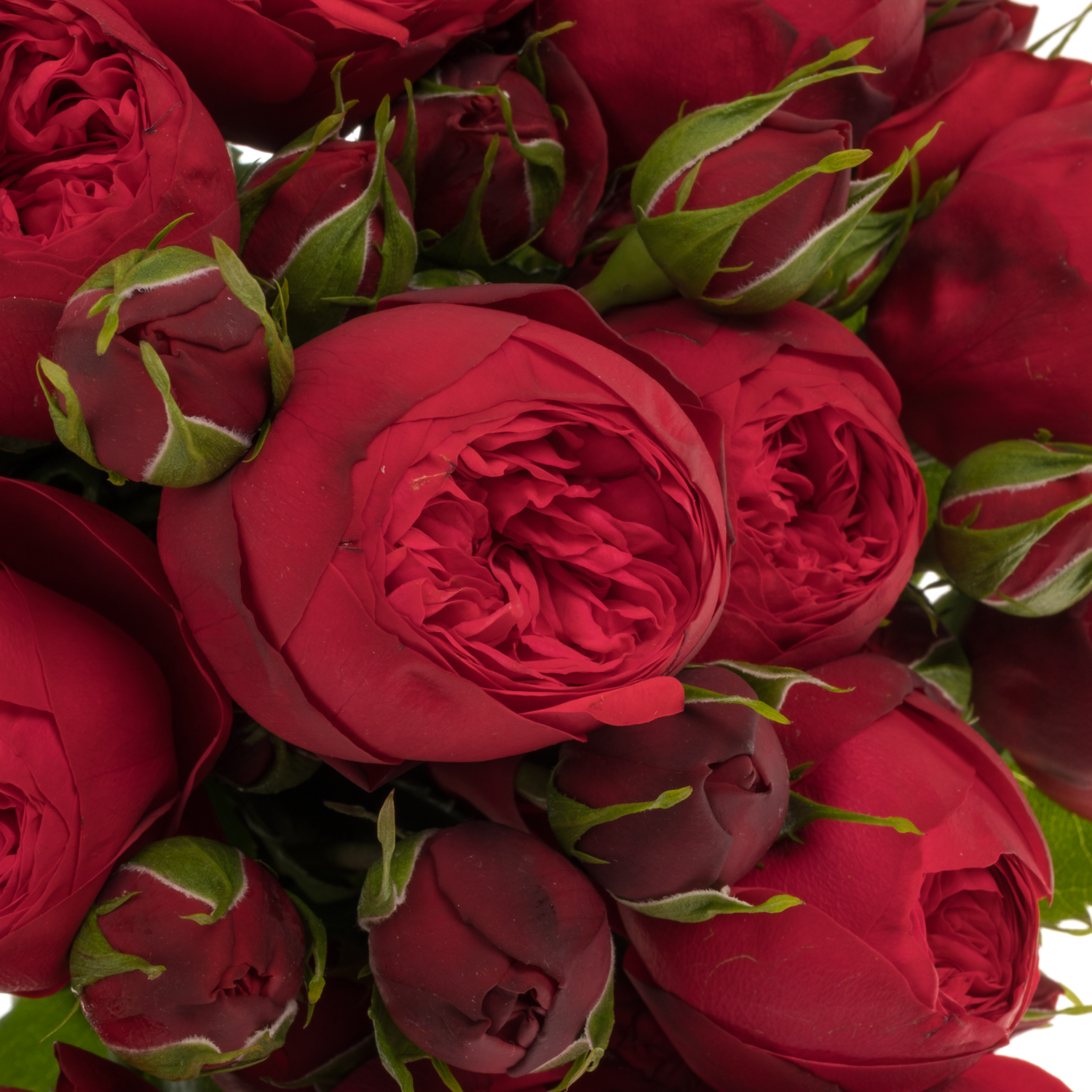 Rose rot Piano Freiland 50cm