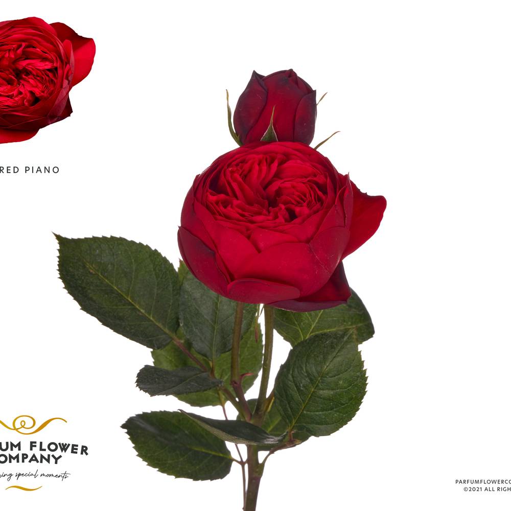 Rose rot Piano Freiland 50cm