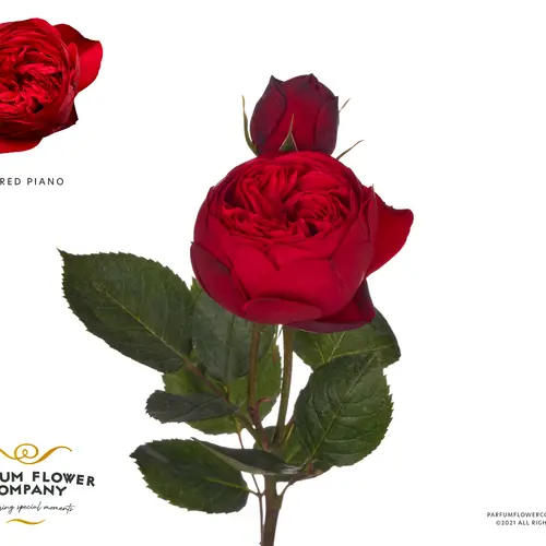 Rose rot Piano Freiland 50cm