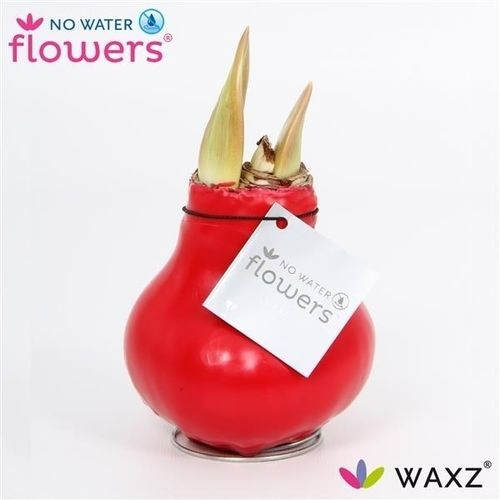 Amar.Bol Wachs rot mit rote Bl. H15