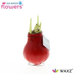 Amar.Bol Wachs rot mit rote Bl. 32cm H015