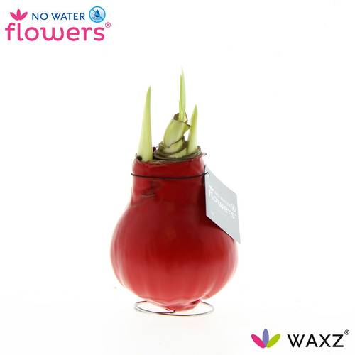 Amar.Bol Wachs rot mit rote Bl. 32cm H015