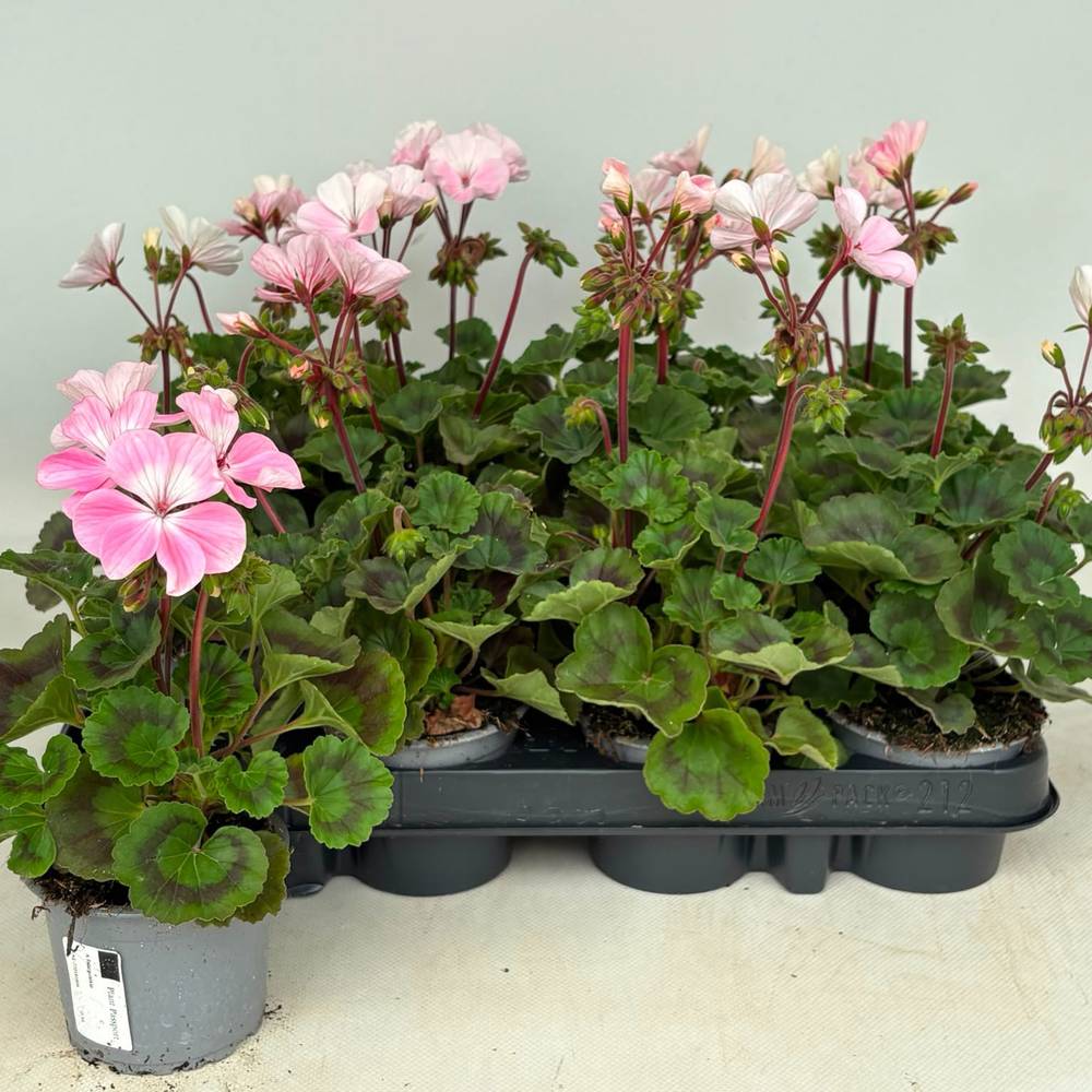 Pelargonium Zonale rosa/weiss T09 H030