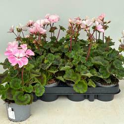 Pelargonium Zonale rosa/weiss T09 H030