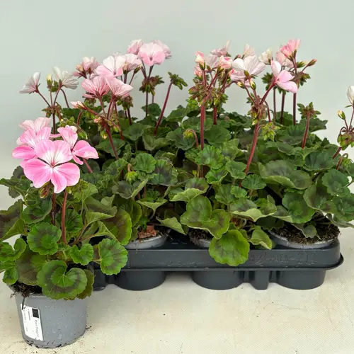 Pelargonium Zonale rosa/weiss T09 H030
