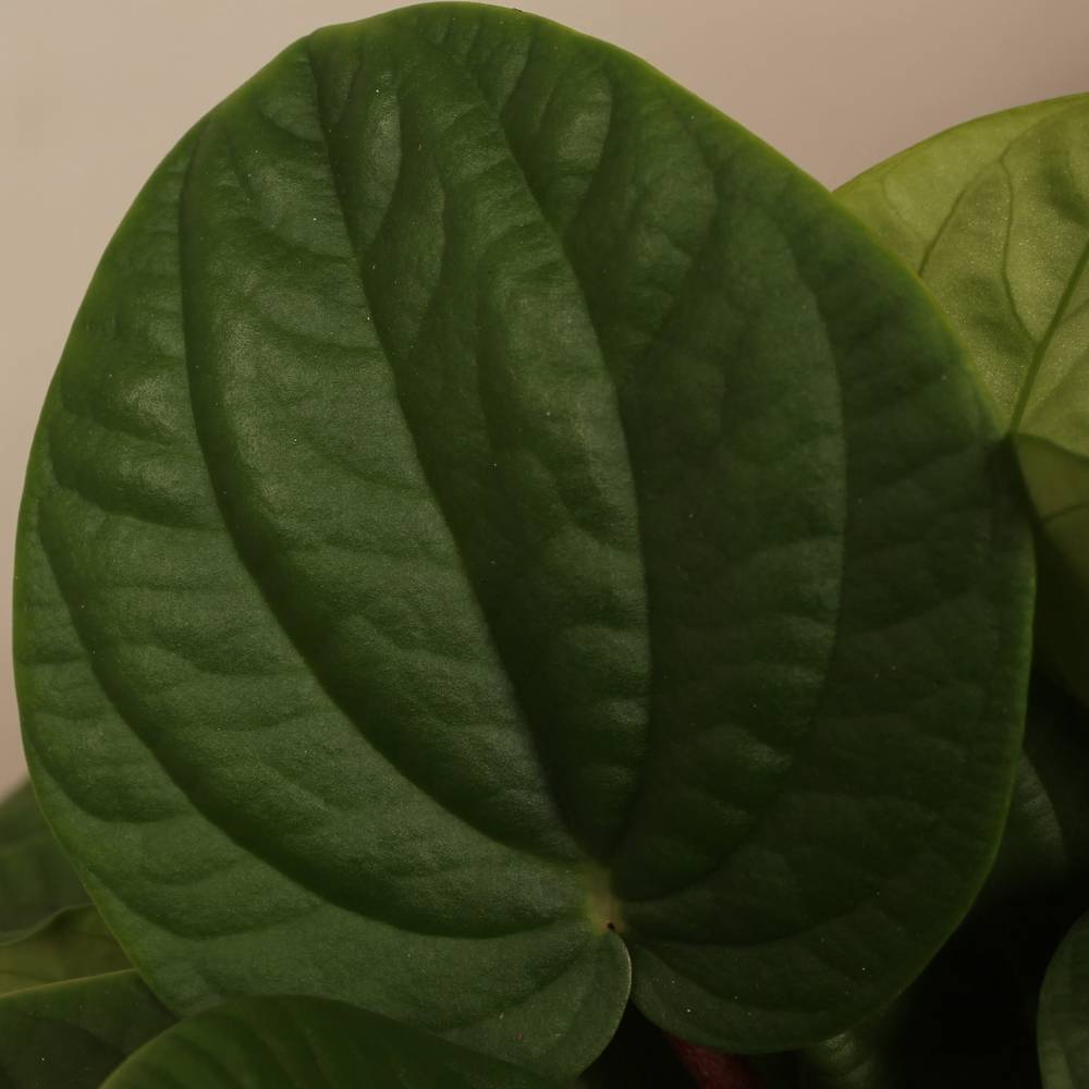 Peperomia 'rana T17 H32
