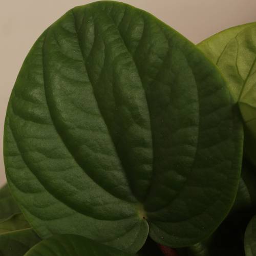 Peperomia 'rana T17 H32