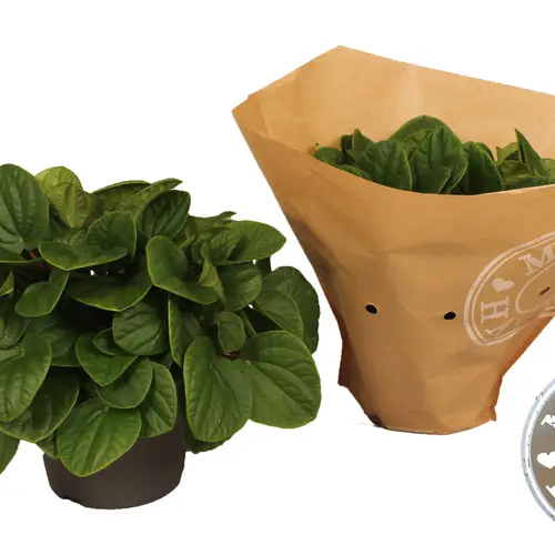 Peperomia 'rana T17 H32