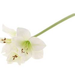 Seiden Amaryllis weiss L40cm