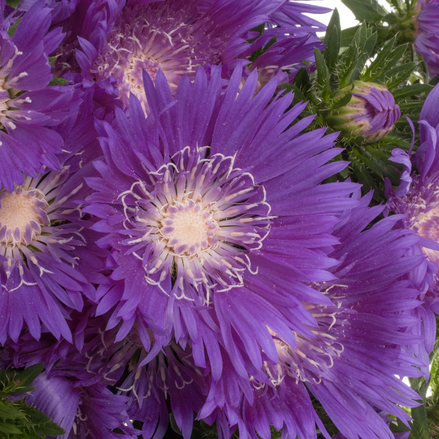 Stokesia lila