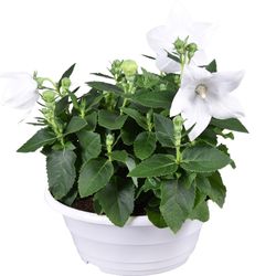 Platycodon weiss TST Schale T23 H30