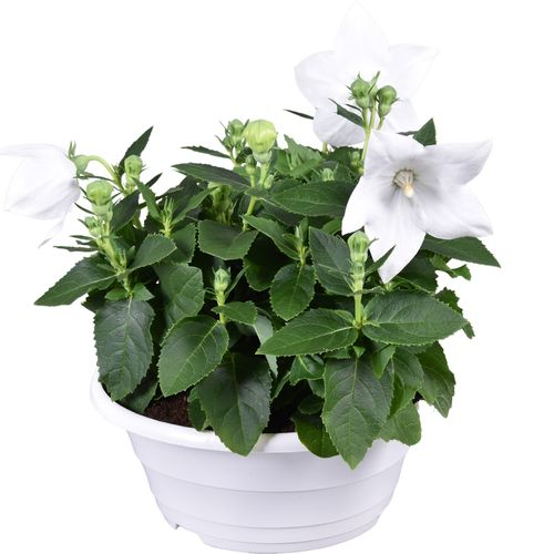 Platycodon weiss TST Schale T23 H30