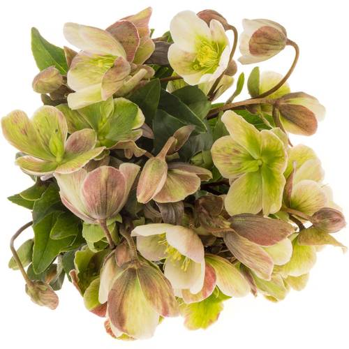 Helleborus grün Magnific Bells 35cm x15