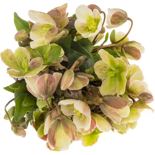 Helleborus grün Magnific Bells 35cm x15