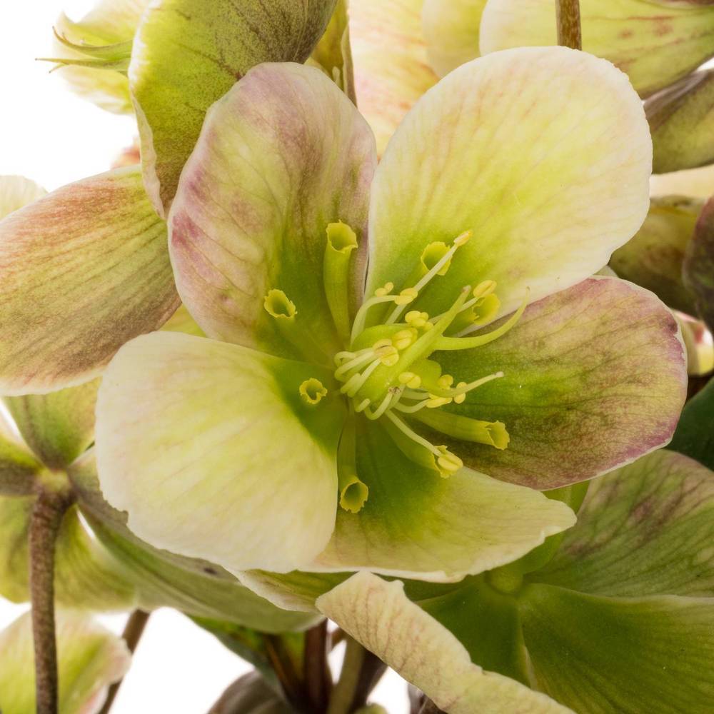 Helleborus grün Magnific Bells 35cm x15
