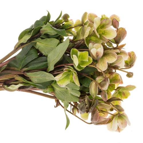 Helleborus grün Magnific Bells 35cm x15