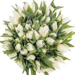 Tulpe weiss 28 Gramm