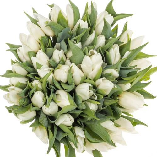 Tulpe weiss 28 Gramm