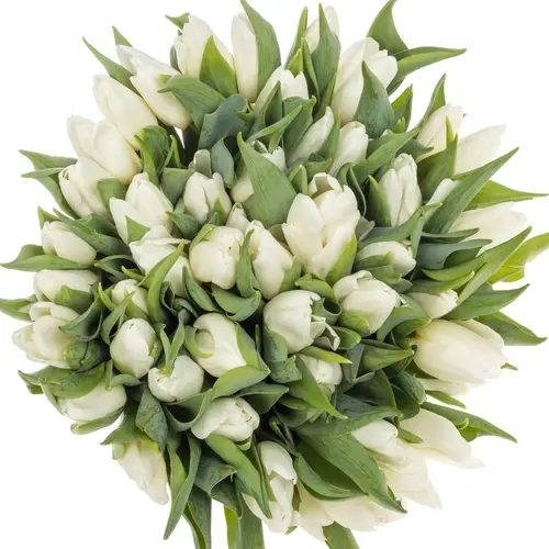 Tulpe weiss 28 Gramm