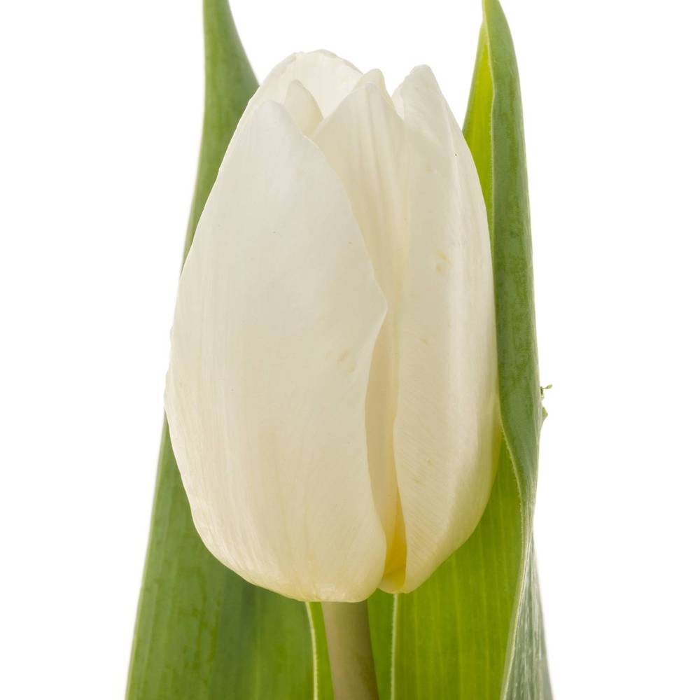 Tulpe weiss 28 Gramm