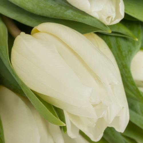Tulpe weiss 28 Gramm