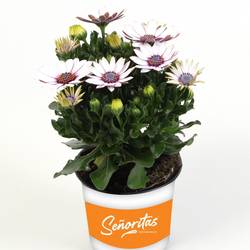 Osteospermum weiss Senorita Blanca T10,5 H020