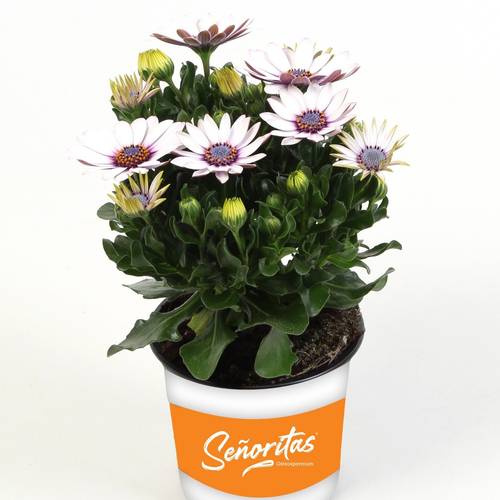 Osteospermum weiss Senorita Blanca T10,5 H020