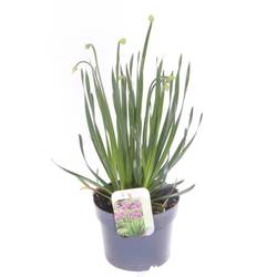 Allium lila Millenium T17 H060